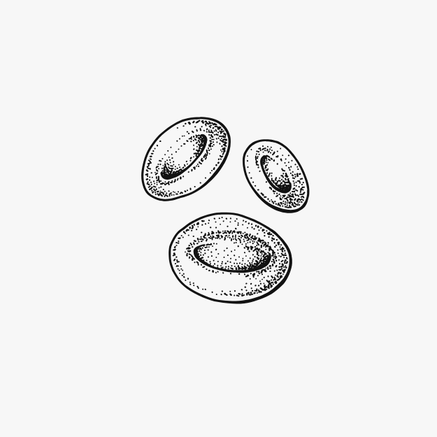 Illustration of three black blood cells on a white background. Represnting blood flow because of alpha lipoic acid
